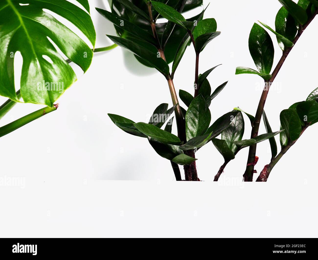 Monstera laisse et Zamioculcas comme arrière-plan derrière une étagère blanche, un podium pour le design. Banque D'Images