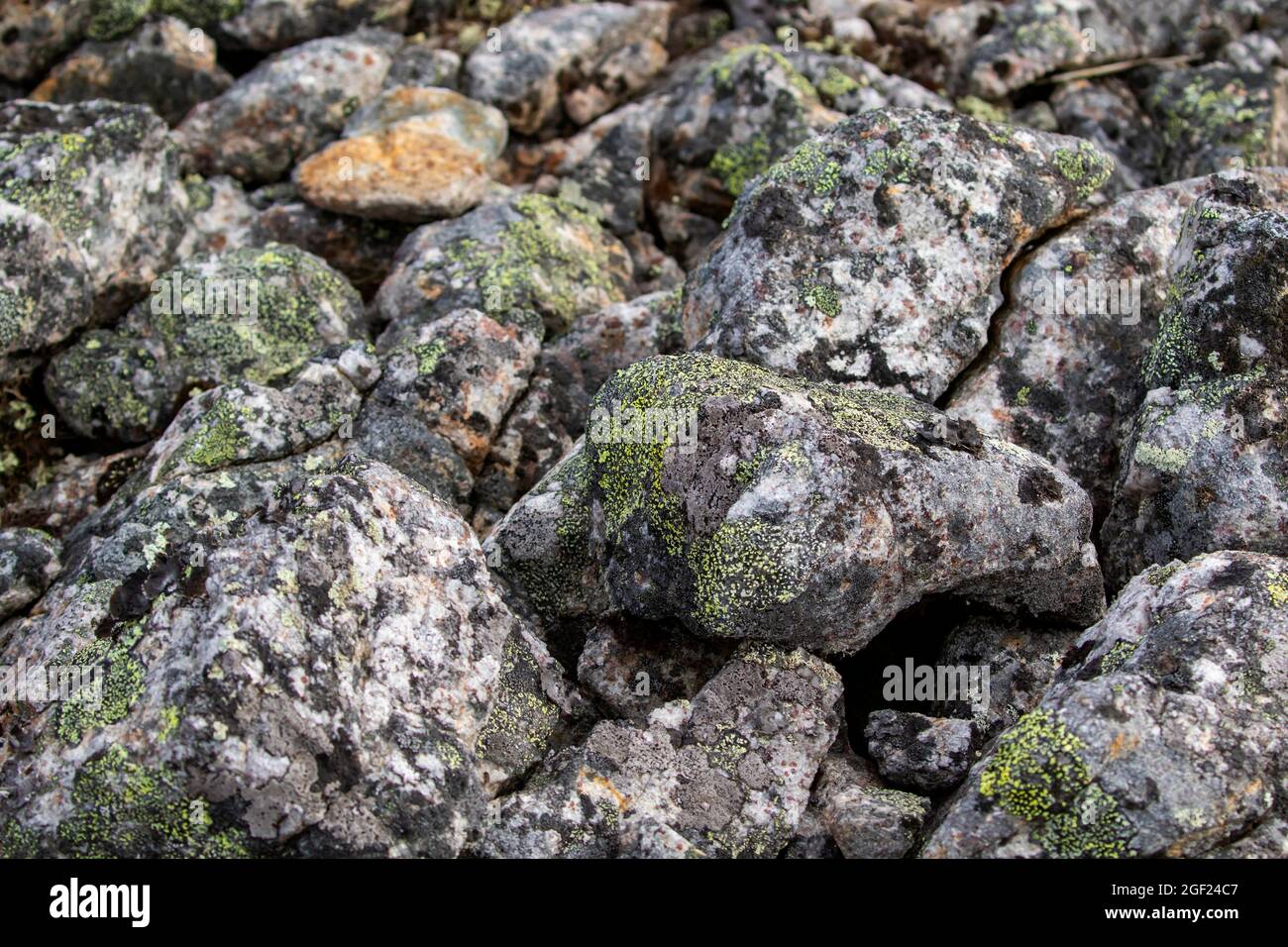 Gros plan de pierres recouvertes de mousses et de lichen sur la colline de Kiilopää, dans le nord de la Finlande, en Europe Banque D'Images