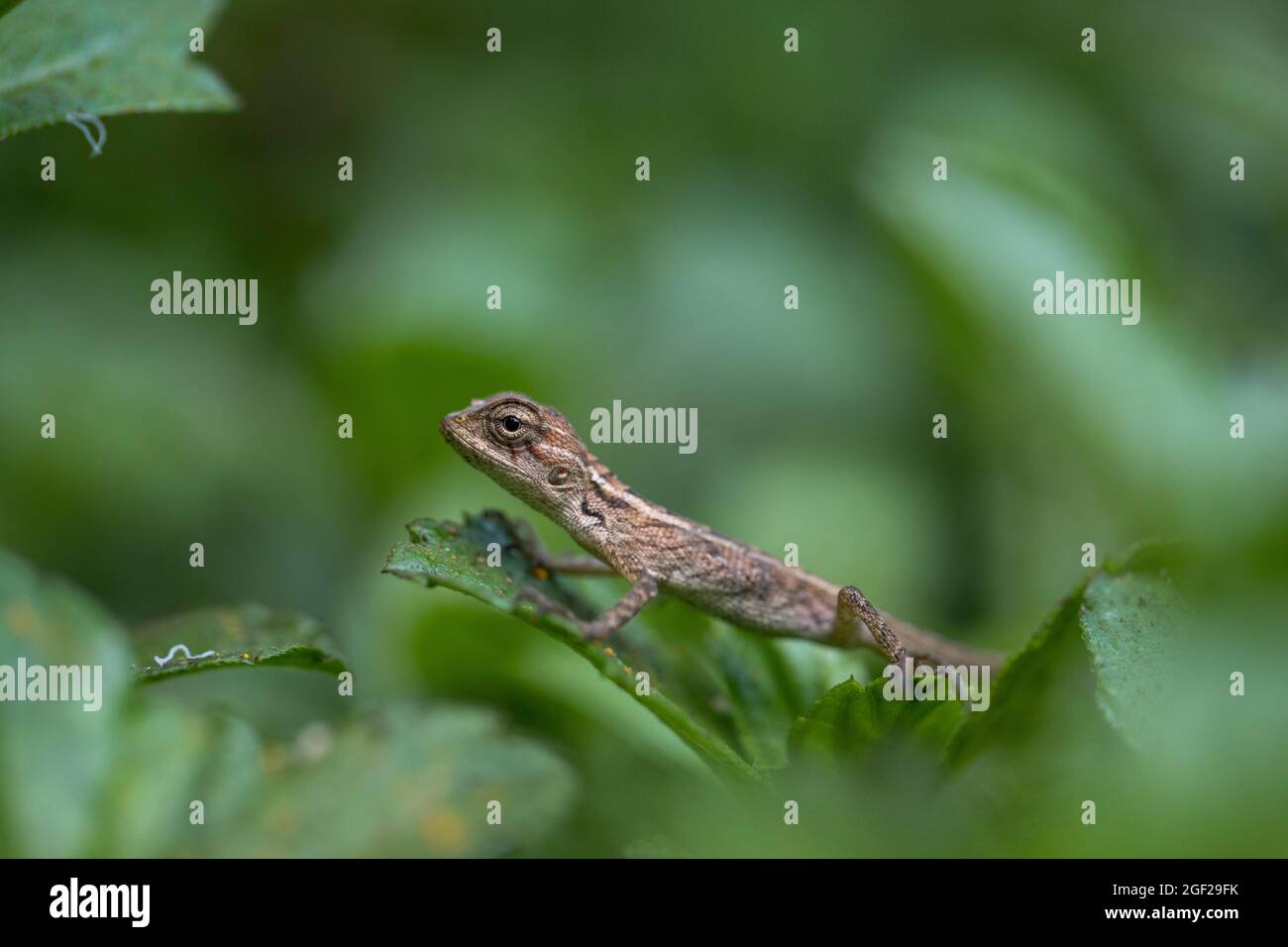 Jardin oriental Lizard; calotes versicolor; Maldives Banque D'Images