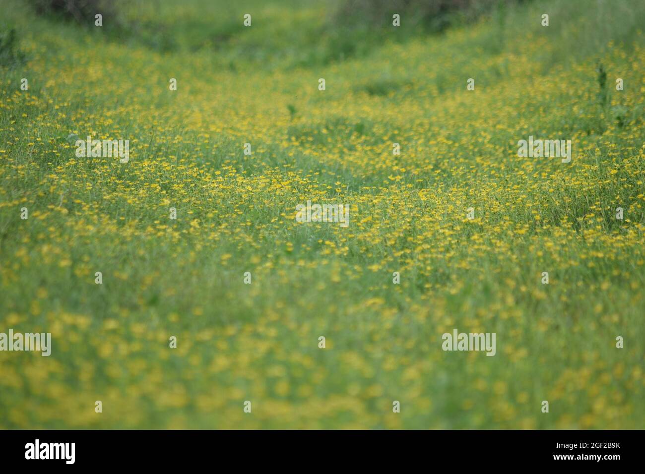 Buttercups croissant dans la vallée de la rivière Cuckmere Sussex les South Downs Banque D'Images