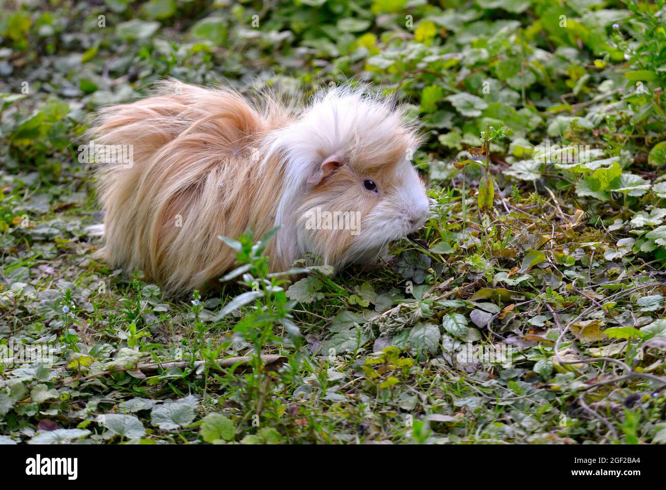 Gros plan de cobaye à poils longs blanc et beige (Cavia porcellus) Banque D'Images
