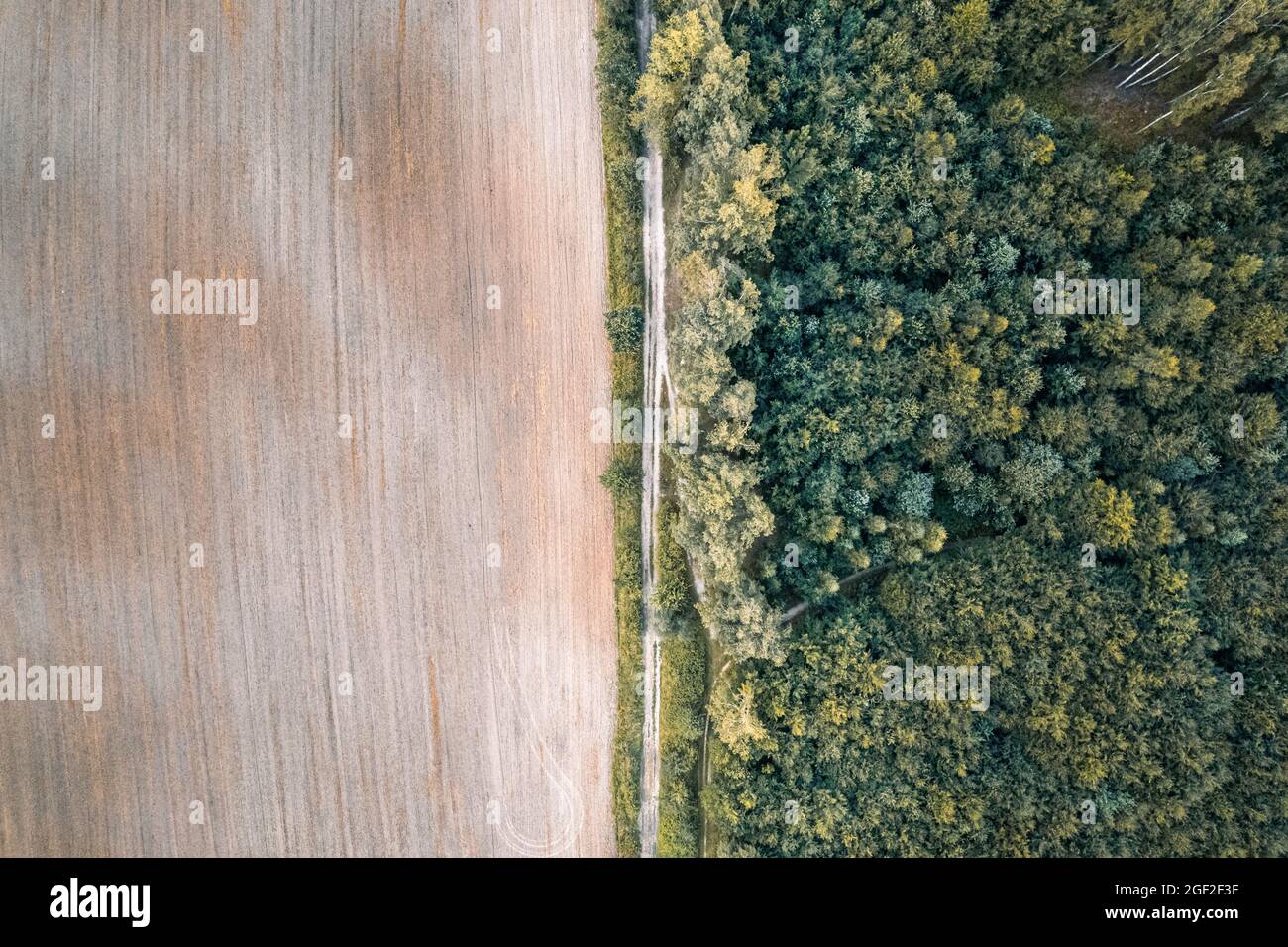 Un tir de drone aérien vers le bas sur une route rurale entre le champ de culture et la forêt Banque D'Images