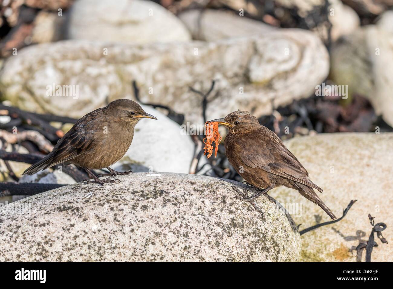 Tussacbird ou Cinclodes noircis; Cinclodes antarcticus; Feeding Young; Falklands Banque D'Images