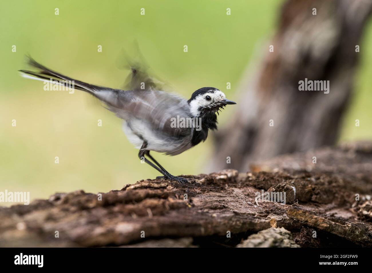 White Wagtail ; Motacilla alba ; Homme ; Hongrie Banque D'Images