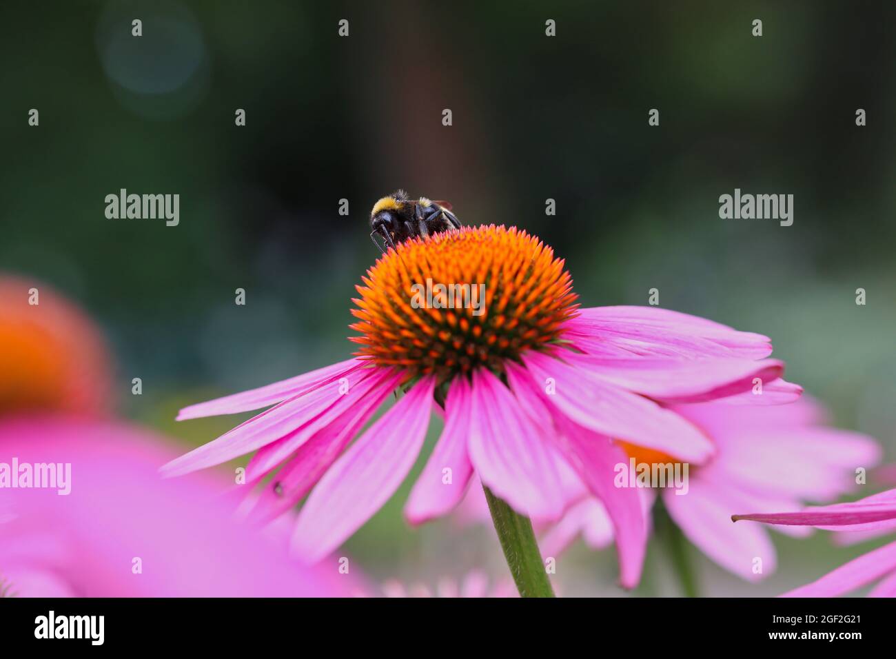 Bumble Bee Pollinates Purple Coneflower dans le jardin. Le bourdon recueille le nectar de l'échinacée Purpurea en été. Banque D'Images