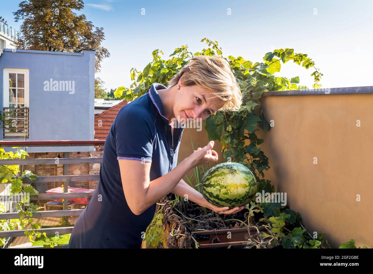 femme apporte la récolte à la maison de melon d'eau Banque D'Images