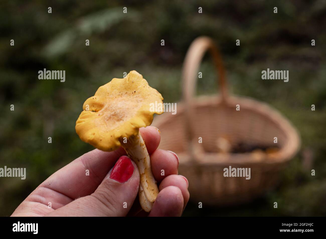 Contenant des champignons chanterelle dorés comestibles sauvages qui ont été cueillis dans la forêt en Suède. Banque D'Images