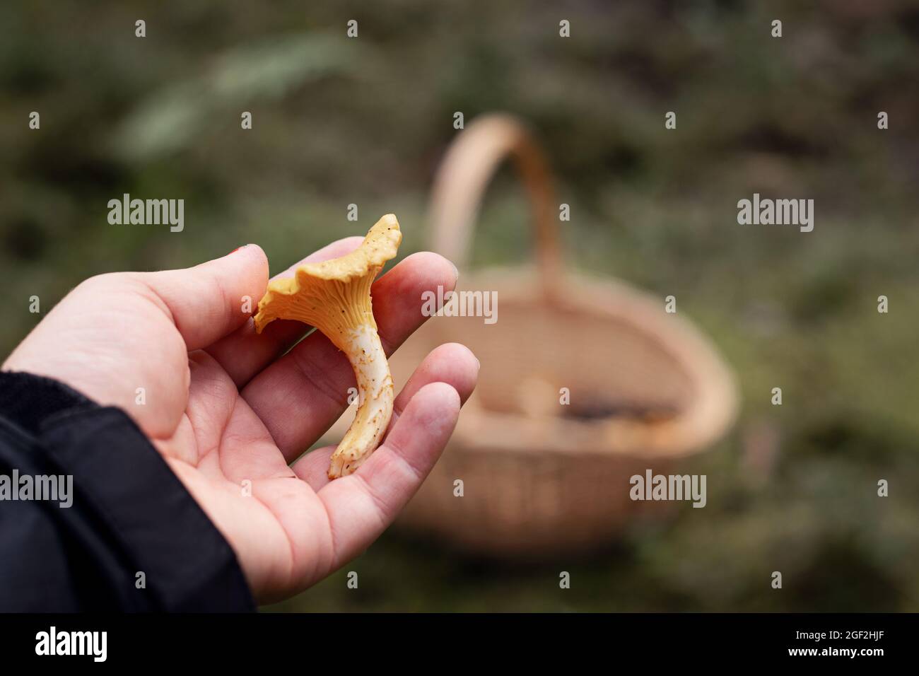 Main tenant un champignon chanterelle doré sauvage et comestible qui a été ramassé dans la forêt en Suède. Banque D'Images