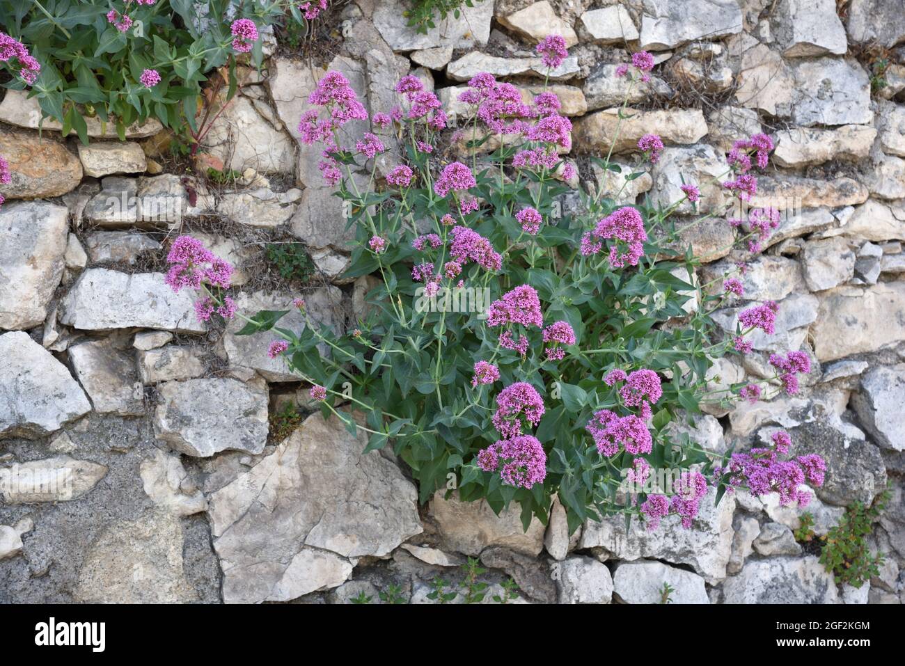 Rouge Valérien, rubère Centranthus, poussant sur le mur de pierre sèche Provence. ASA Spur Valerium, Kiss-Me-Quick, Fox's Brush, Devil's Beard ou Jupiter's Beard Banque D'Images