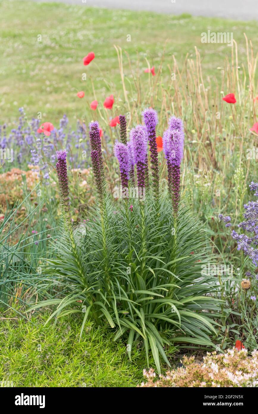 Bouton Snakénoot, Dense Blazing Star, Blazing Star (Liatris Spicata), Floraison, République Tchèque Banque D'Images