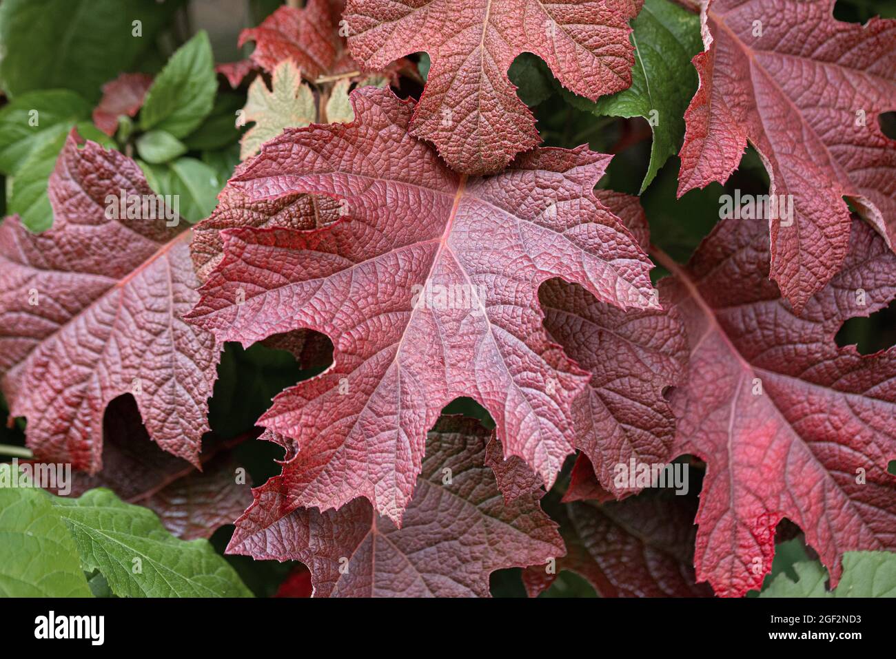 Hydrangea à feuilles de chêne (Hydrangea quercifolia 'Ruby chaussons', Hydrangea quercifolia Ruby chaussons), feuilles de rotoculteur Ruby chaussons à Autum, Allemagne Banque D'Images