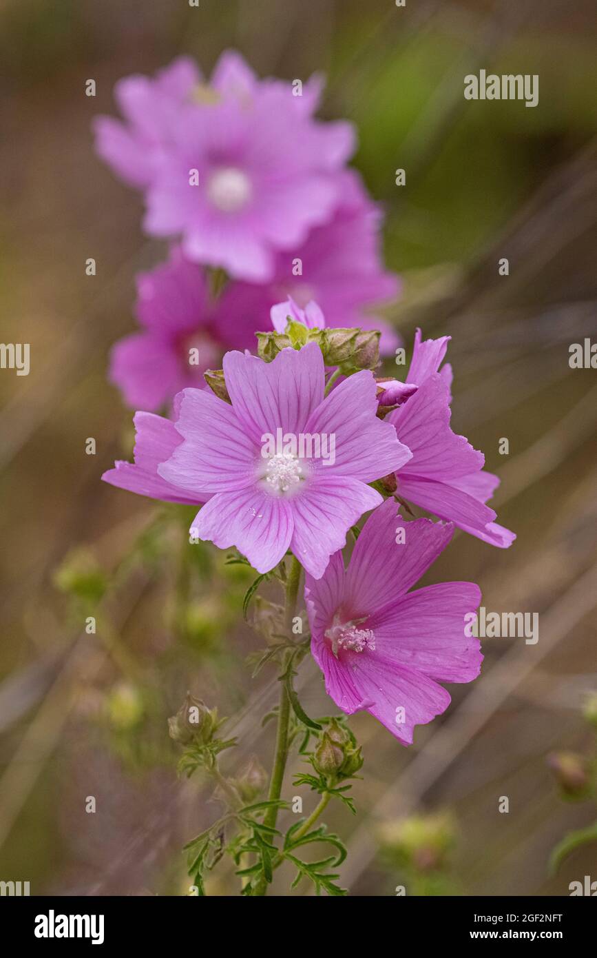 Mousche, mousche (Malva moschata), inflorescence, Allemagne, Bavière Banque D'Images