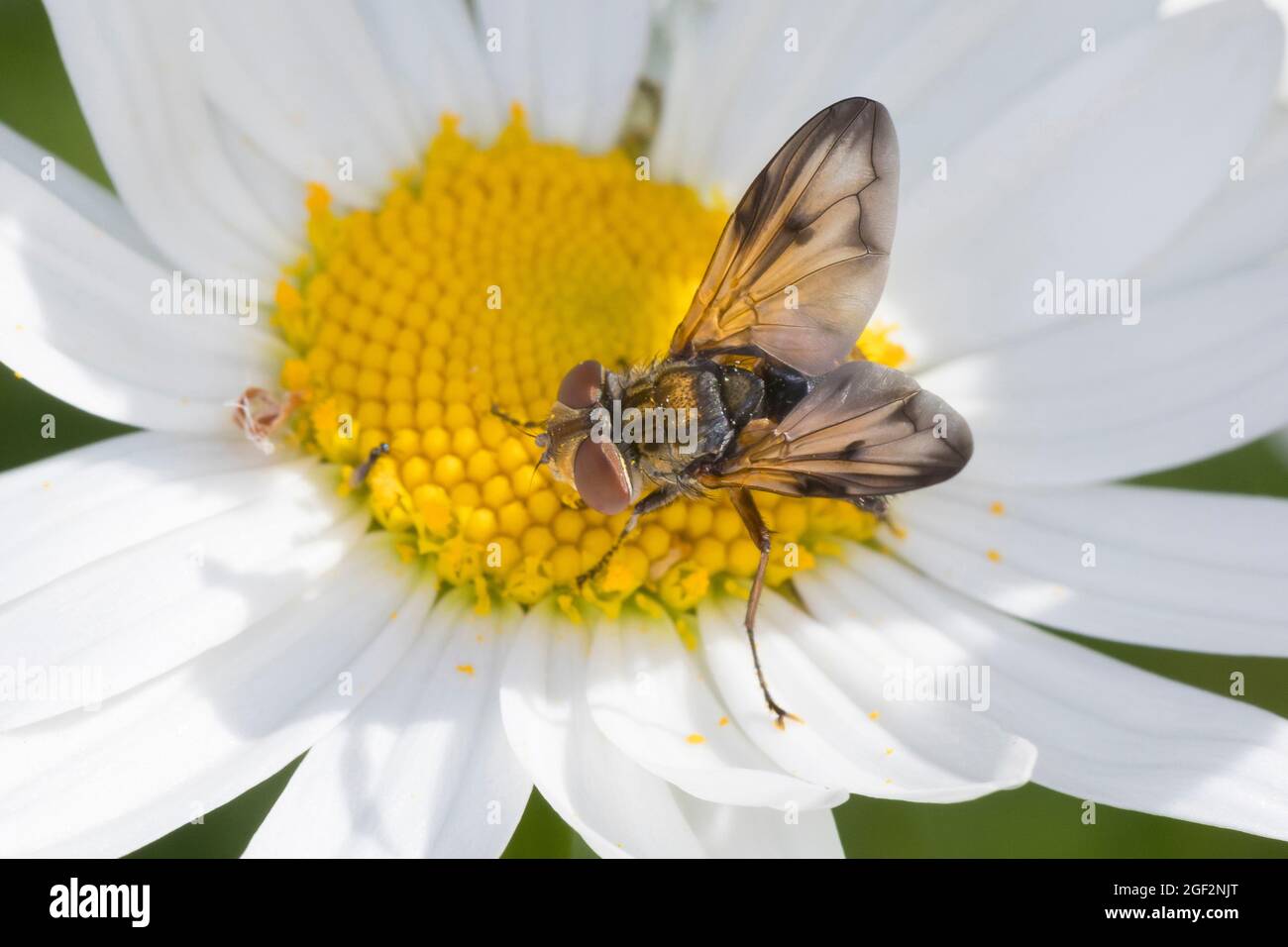 Mouche parasite, mouche tachinide (Ectophasia crassipennis), homme, présence sur une marguerite, Allemagne Banque D'Images