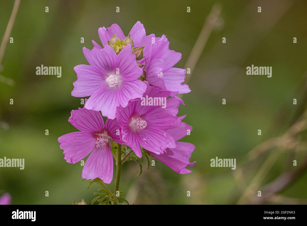 Mousche, mousche (Malva moschata), inflorescence, Allemagne, Bavière Banque D'Images