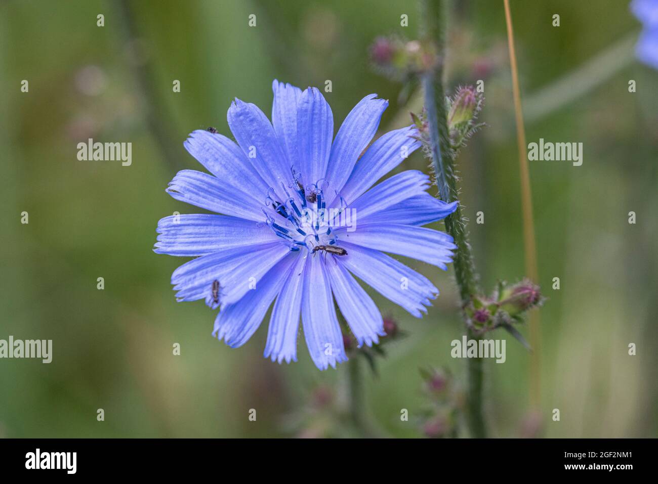 Marins bleus, chicorée commune, succinoire sauvage (Cichorium intybus), fleur, Allemagne, Bavière Banque D'Images