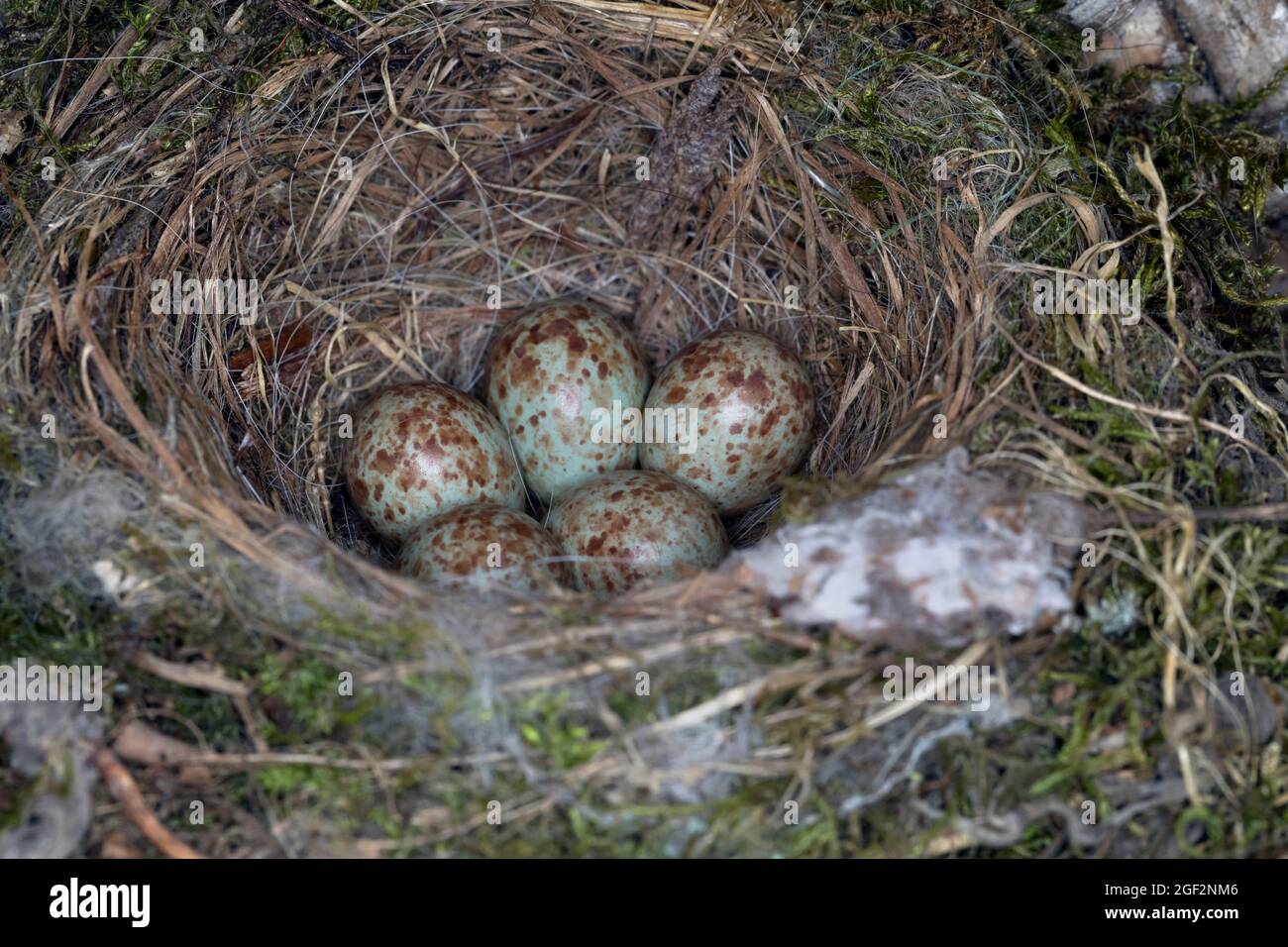 mouflycatcher tacheté (Muscicapa striata), oeufs dans un nid dans un ancien panier par la maison , Allemagne Banque D'Images
