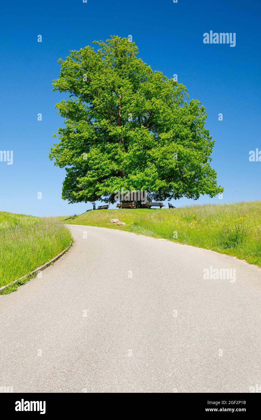 Tilleul à gros feuilles, tilleul (Tilia platyphyllos), tilleul de Linn, grand tilleul antique debout sous un ciel bleu sur un sentier de champ, Banque D'Images