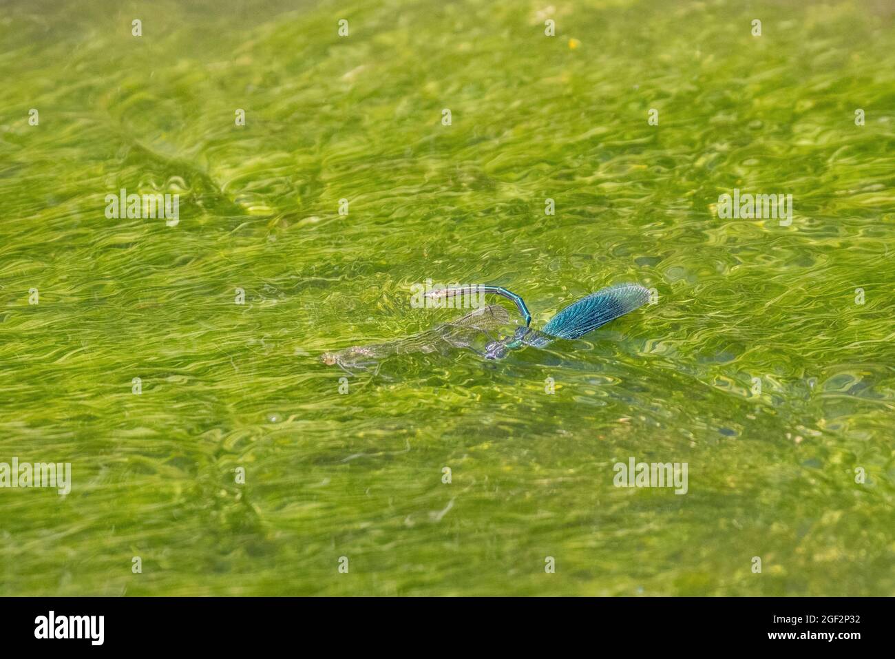 Ailes noires à bandes, agrion à bandes, demoiselle à bandes (Calopteryx splendens, Agrion splendens), mâle et femelle submergé, dépôt d'oeufs, Allemagne, Banque D'Images