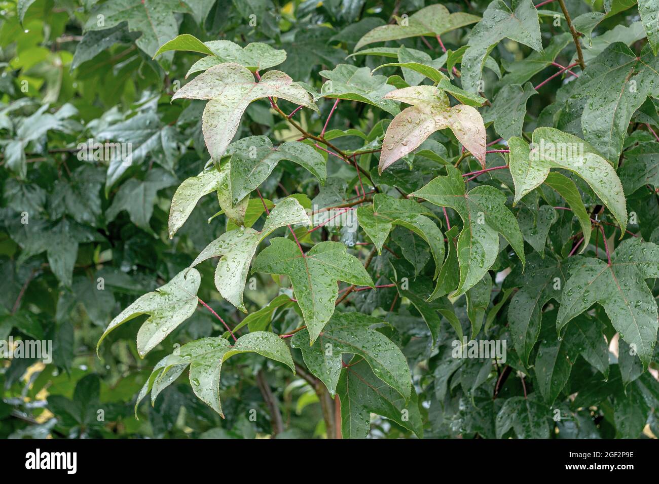Chang's Sweet gum (Liquidambar acalycina), feuilles Banque D'Images