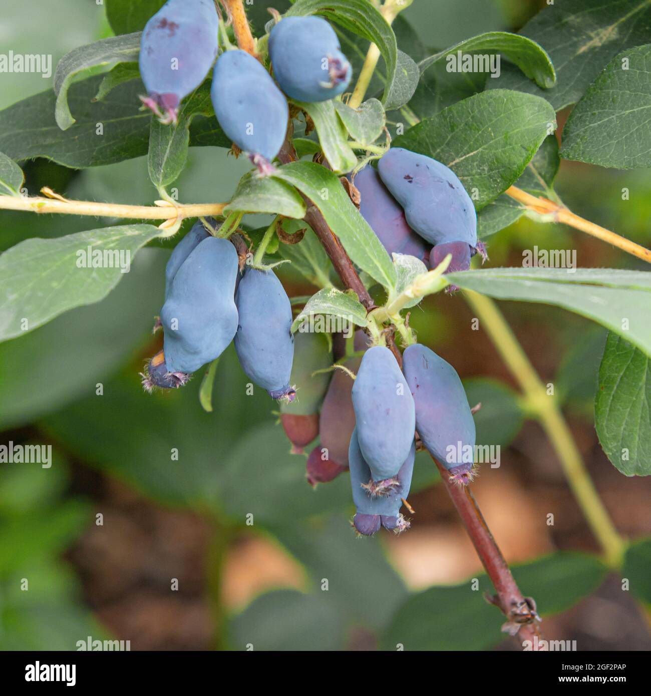 Chèvrefeuille bleue, chèvrefeuille bleutée, chèvrefeuille de myrtille, chèvrefeuille bleue (Lonicera caerulea 'Leningradski Velikan', Lonicera caerulea Banque D'Images