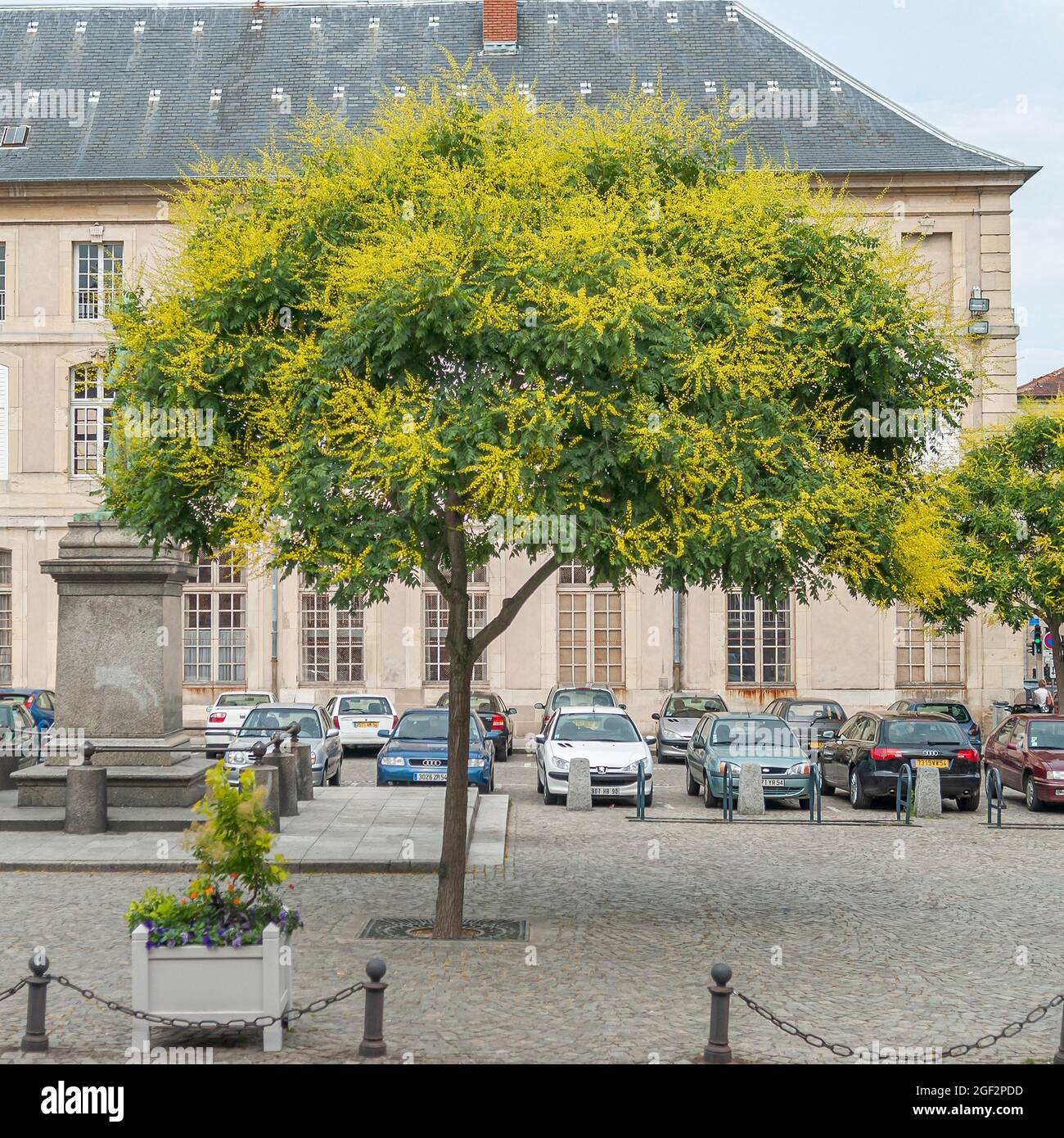 arbre de pluie doré (Koelreuteria paniculata), qui fleurira sur une place, France Banque D'Images