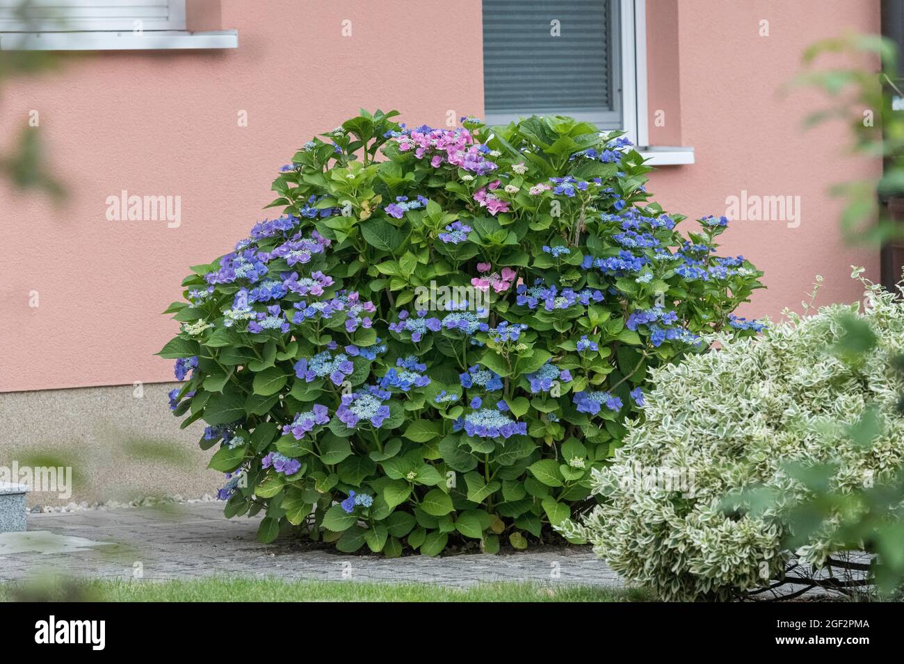 Hortensia de jardin, hortensia de chapeau de dentelle (Hydrangea macrophylla 'Blaumeise', Hydrangea macrophylla Blaumeise), cultivar de fleur Blaumeise Banque D'Images