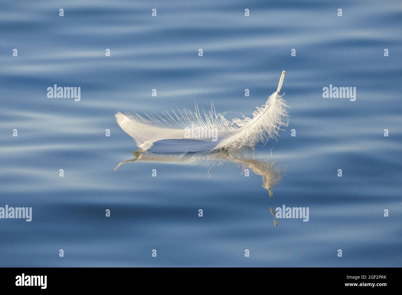 Mute Swan (Cygnus olor), la plume de cygne nageant sur l'eau bleue, Suisse, Thurgau Banque D'Images