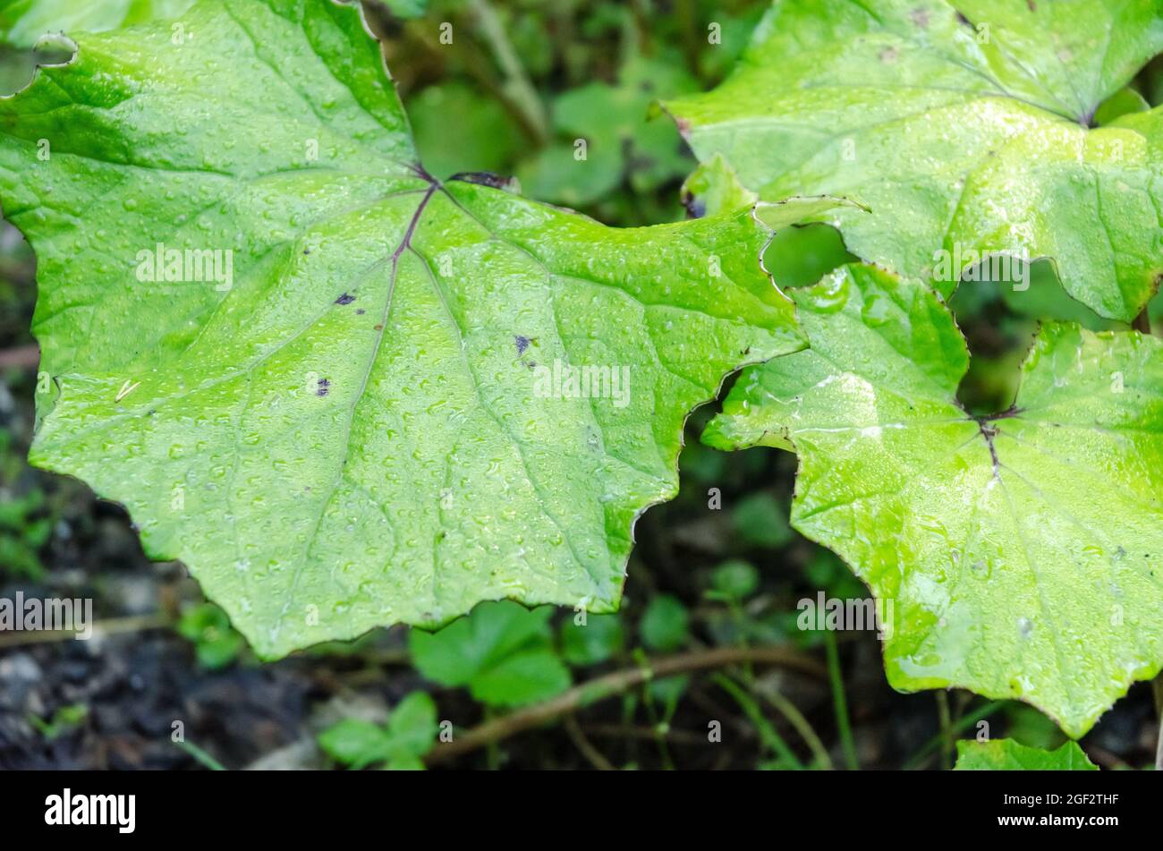 Tussilago farfara, connu sous le nom de coltsfoot, plante verte de la tribu des armotes avec de grandes feuilles larges qui poussent sur le sol forestier en Allemagne, en Europe Banque D'Images