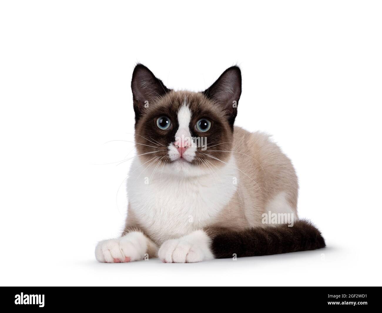 Adorable jeune chat de Snowshoe kitten, en position allongée face à l'avant. En regardant vers l'appareil photo avec les yeux bleus typiques. Isolé sur un fond blanc. Banque D'Images