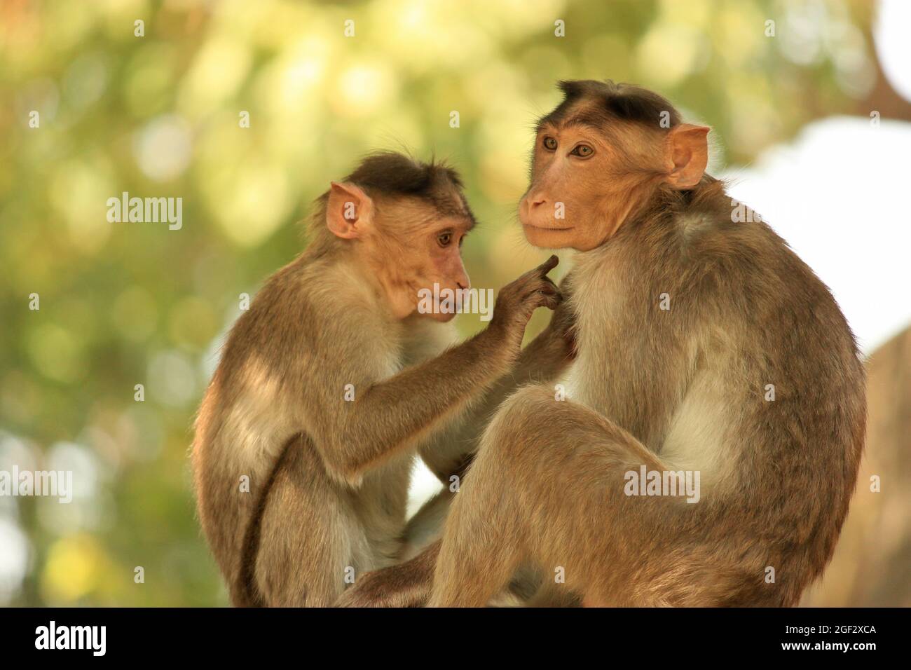 Singes au parc national de Sanjay Gandhi, Mumbai, Inde Banque D'Images