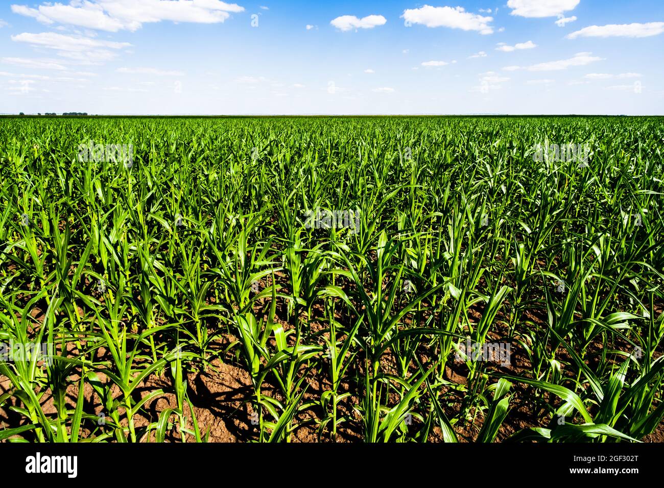 Champ de maïs en été. Image paysage de champ de maïs vert avec ciel bleu. Banque D'Images