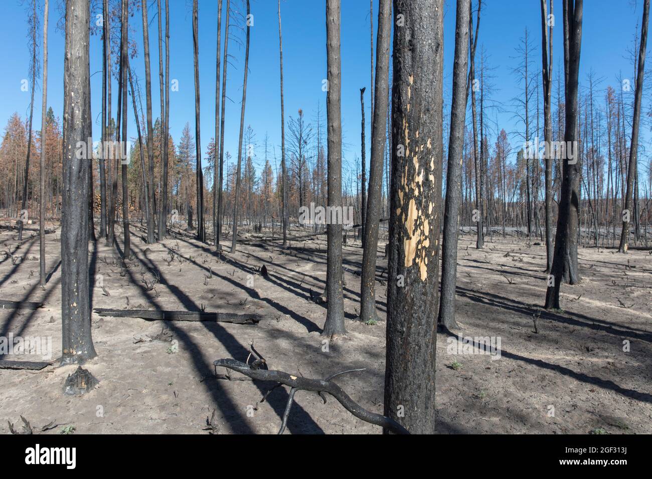 Après un feu de forêt, troncs d'arbres carbonisés et ombres Banque D'Images