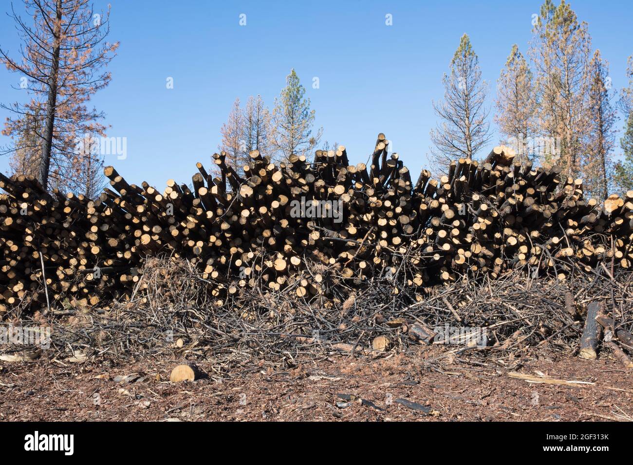 Pile de pins brûlés récupérés provenant d'un important feu de forêt Banque D'Images