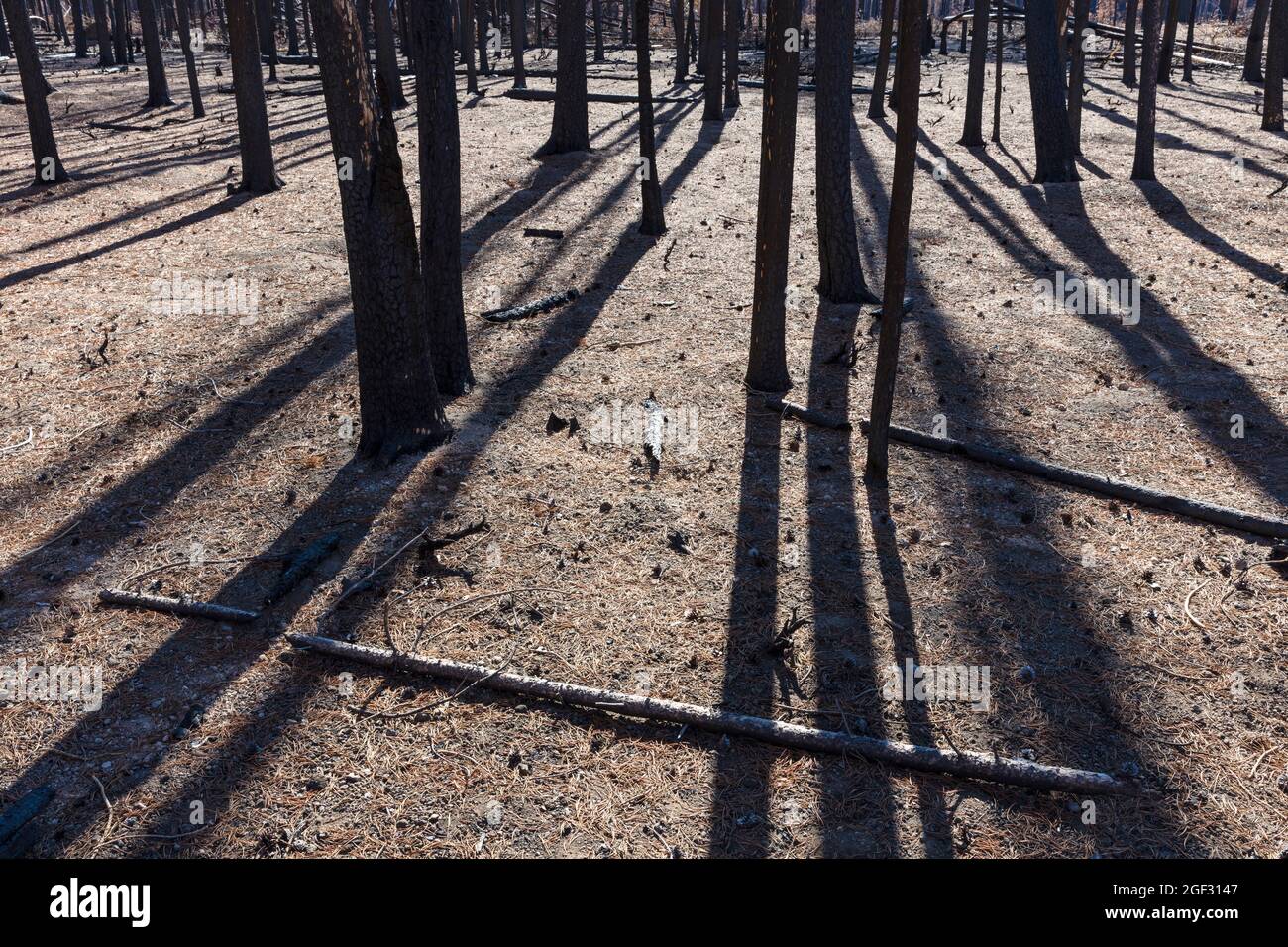 Après un feu de forêt, troncs d'arbres carbonisés et ombres Banque D'Images