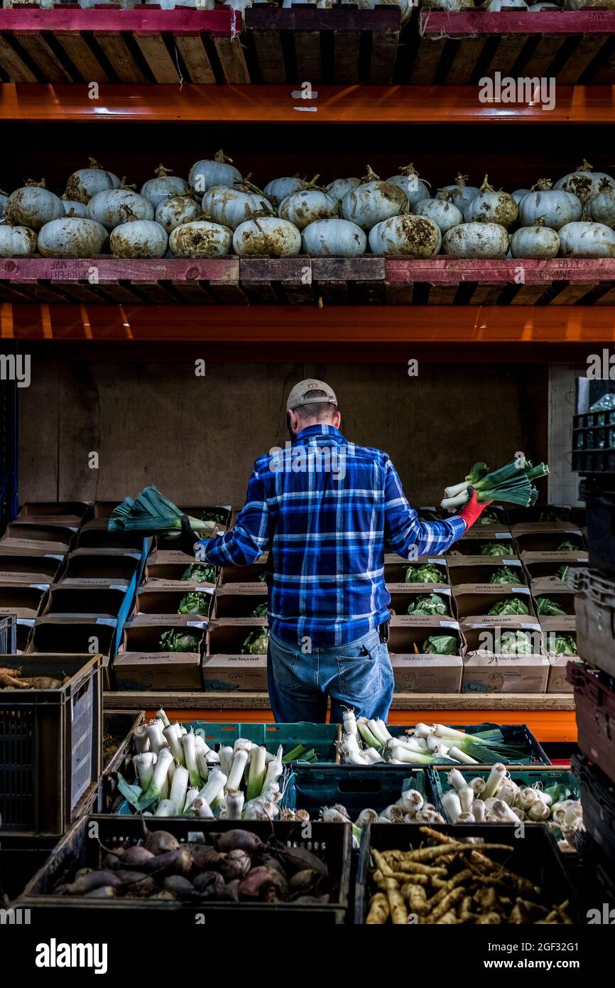 Fermier debout dans une grange, triant des produits fraîchement cueillis dans des boîtes de légumes. Banque D'Images