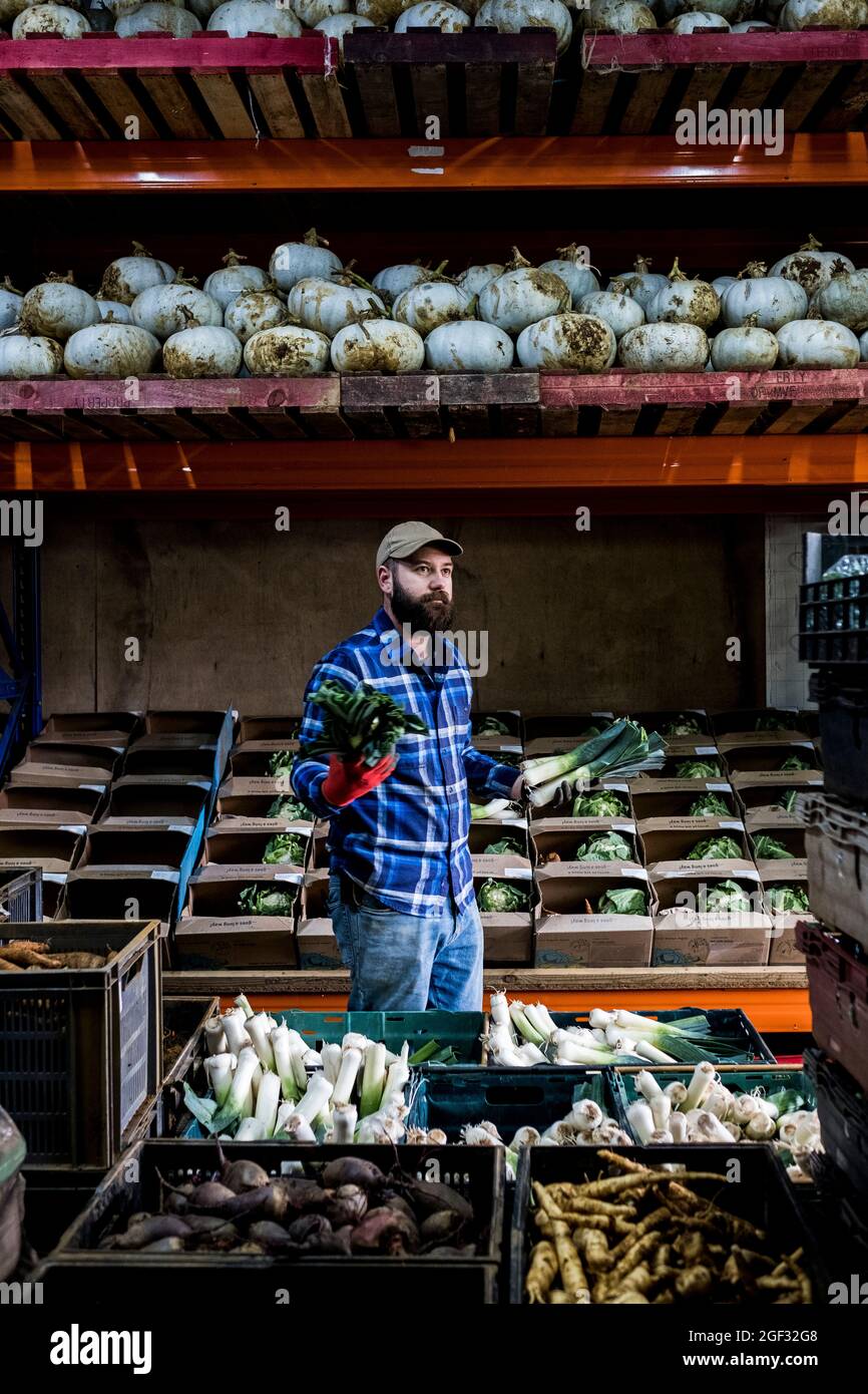 Fermier debout dans une grange, triant des produits fraîchement cueillis dans des boîtes de légumes. Banque D'Images