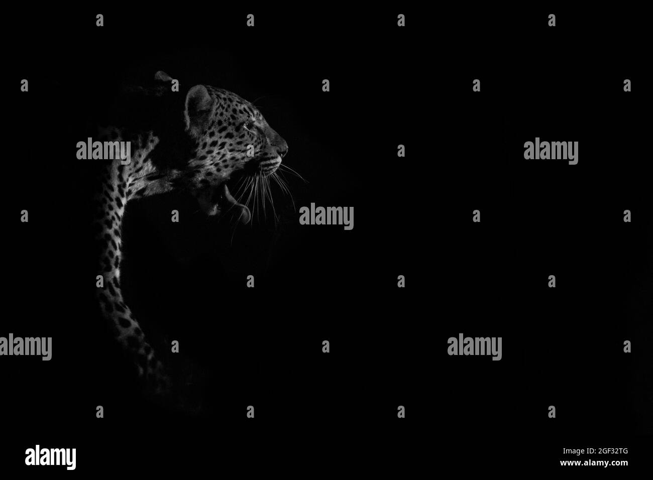Un léopard, Panthera pardus, éclairé la nuit, noir et blanc Banque D'Images