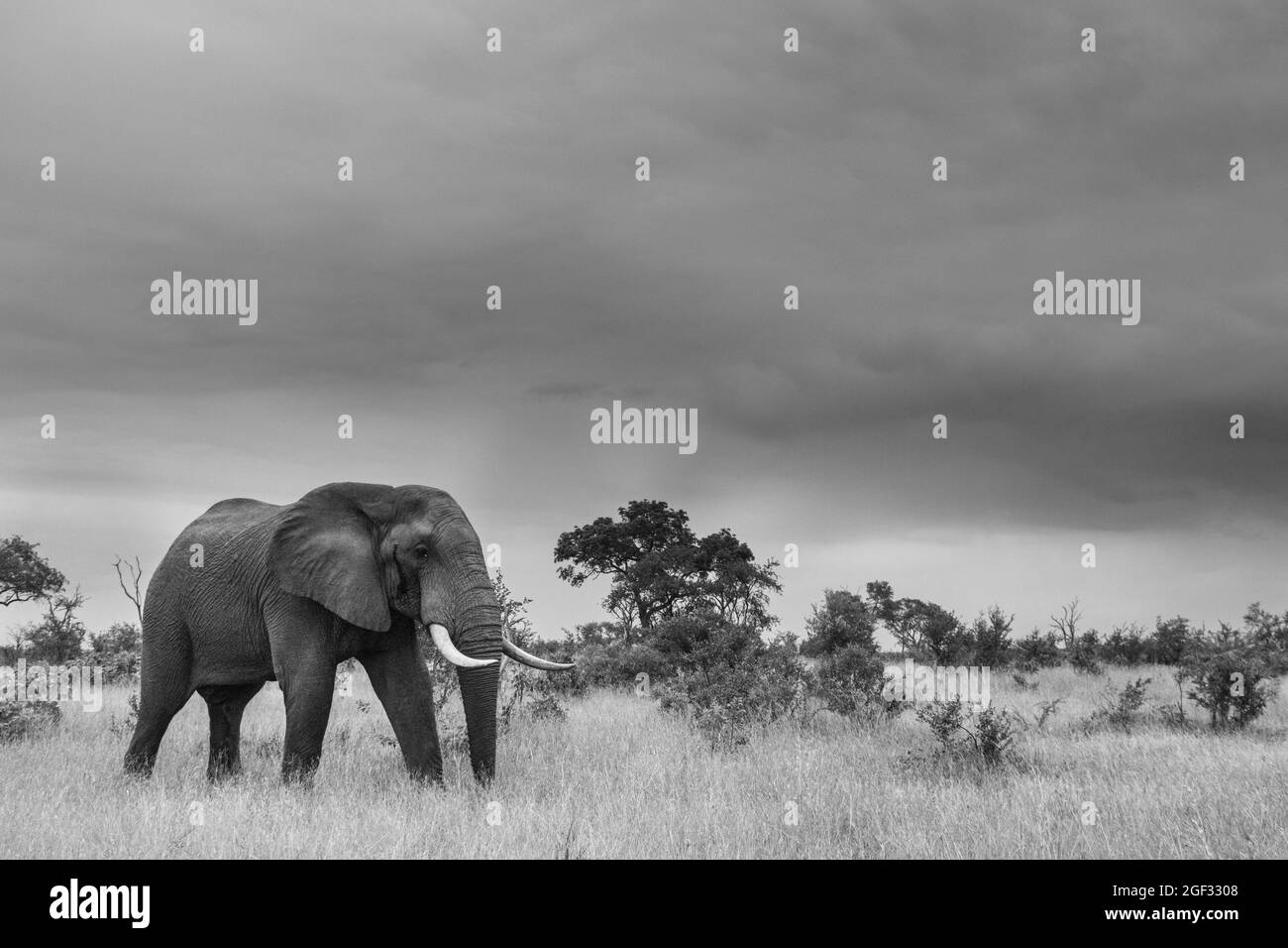 Un éléphant, Loxodonta africana, traverse une clairière, en noir et blanc Banque D'Images