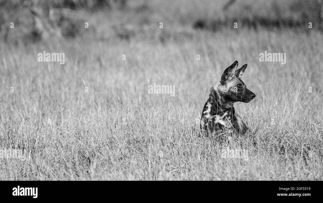 Un chien sauvage, Lycaon pictus, est assis dans une longue herbe et regarde par cadre, noir et blanc Banque D'Images
