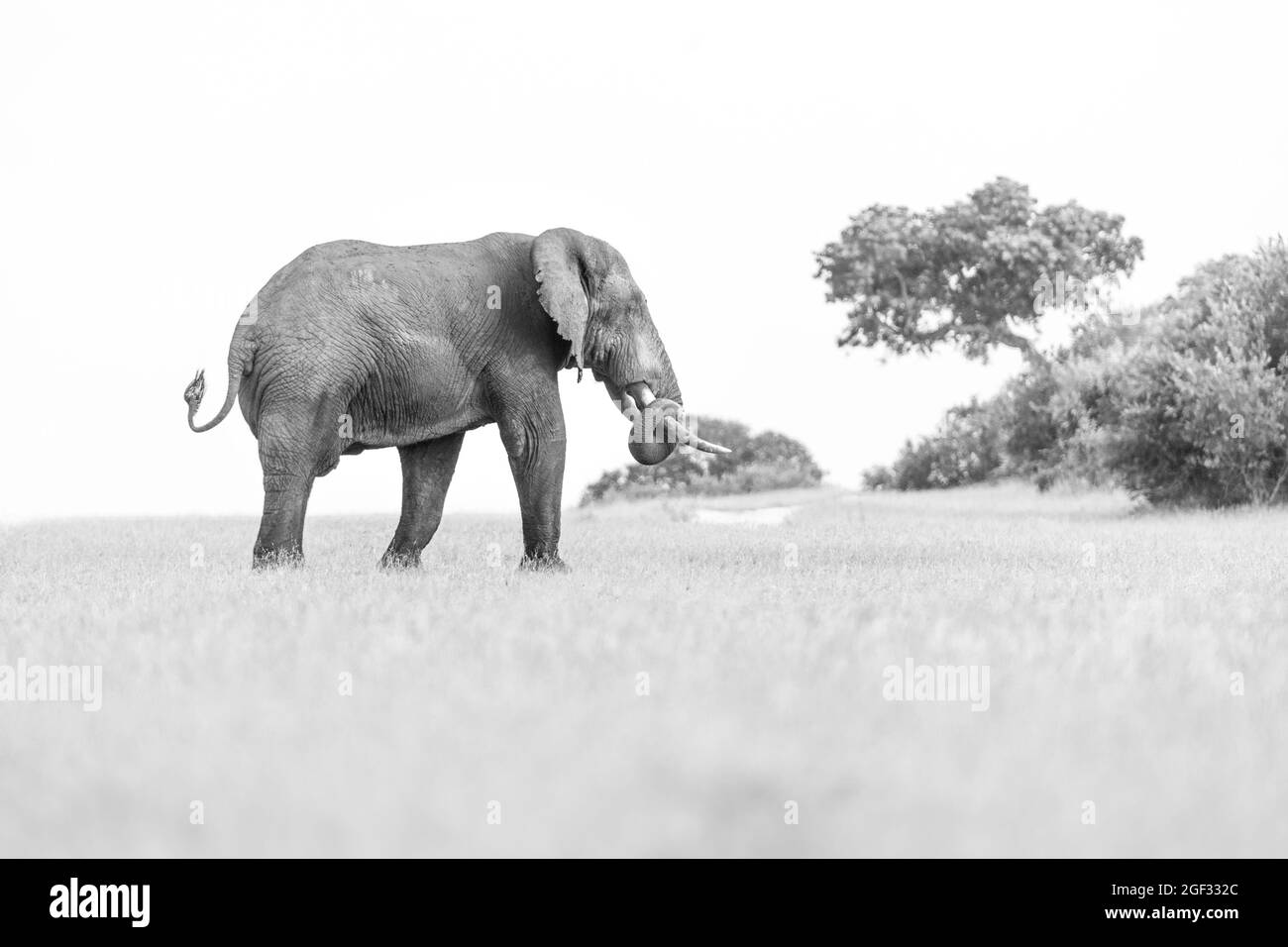 Un éléphant, Loxodonta africana, marche dans une clairière, en noir et blanc Banque D'Images