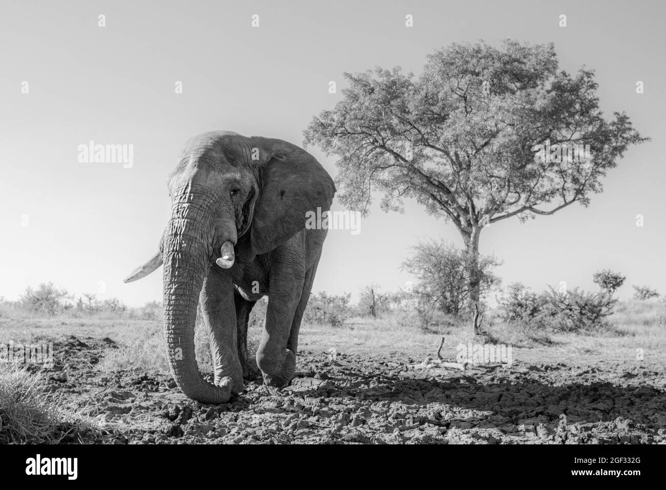 Un taureau d'éléphant, Loxodonta africana, traverse la boue de drief, en noir et blanc Banque D'Images