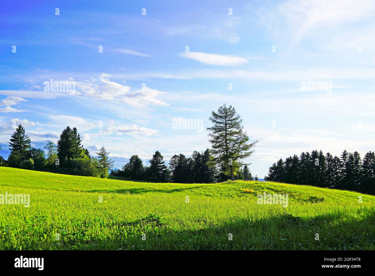 Paysage dans l'Allgäu en Bavière. Nature avec prairie et arbres. Banque D'Images