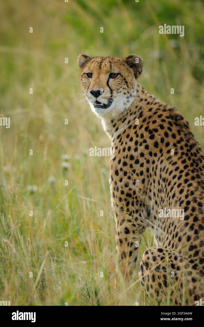 Cheetah (Acinonyx jubatus). Afrique du Sud Banque D'Images