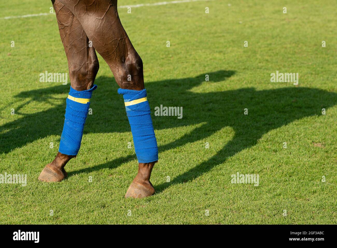 Egham, Surrey, Royaume-Uni. 22 août 2021. Des polos de rechange avec leurs attaches de polo pour protéger leurs jambes. Crédit : Maureen McLean/Alay Banque D'Images