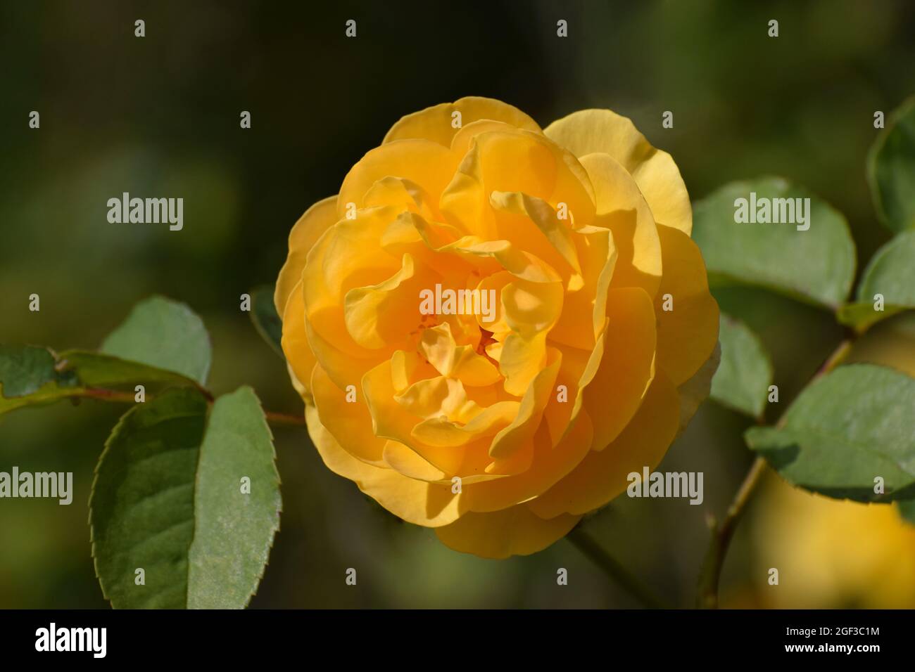 Une rose jaune en pleine fleur sur une rose en plein soleil Banque D'Images