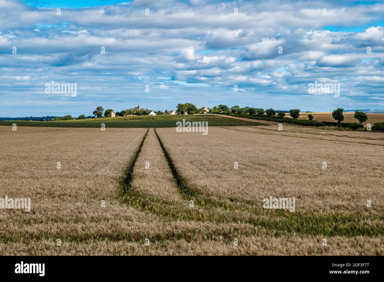 Champ de céréales en été avec vue sur le village d'Athelstaneford, East Lothian, Écosse, Royaume-Uni Banque D'Images