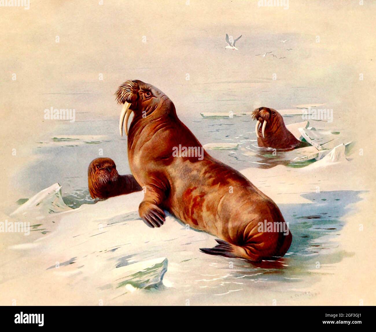 Archibald Thorburn - mammifères britanniques - Walrus Banque D'Images