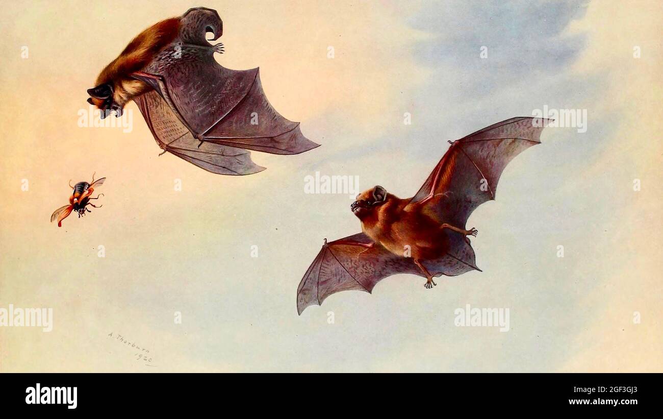 Archibald Thorburn - mammifères britanniques - Bats Banque D'Images