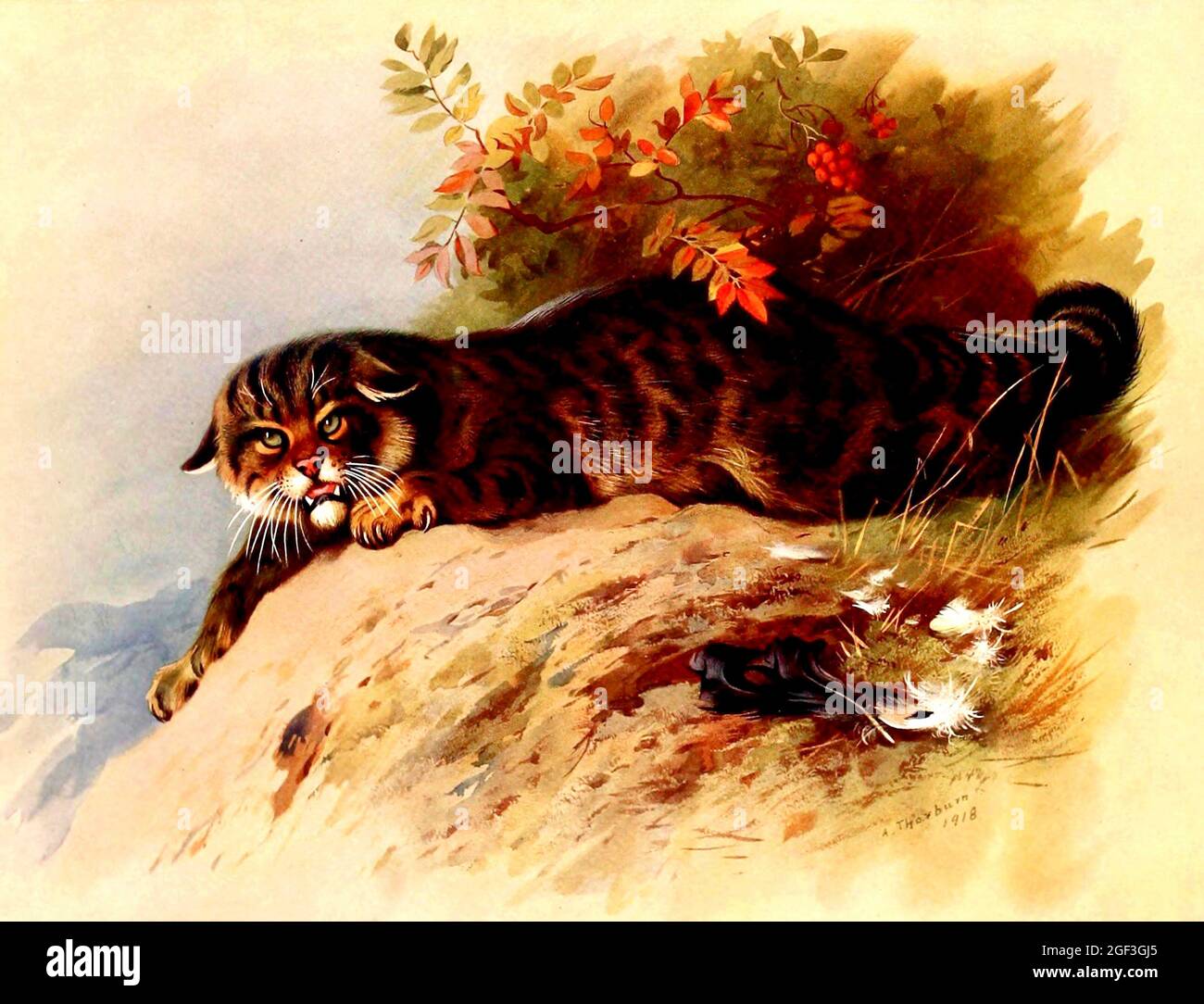 Archibald Thorburn - mammifères britanniques - chat sauvage Banque D'Images