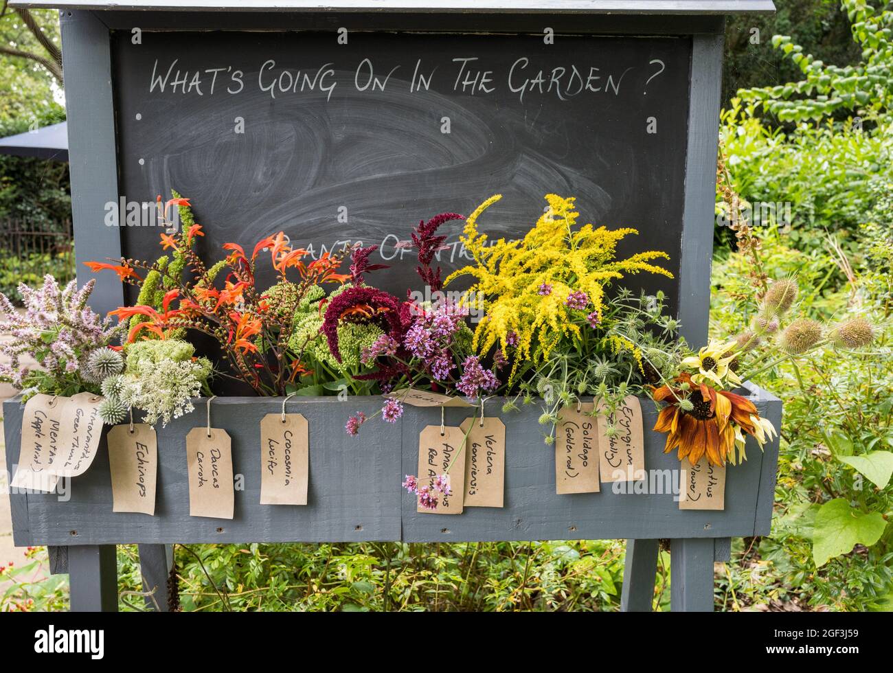 Exposition de différentes plantes de jardin dans un coffret en bois. Banque D'Images